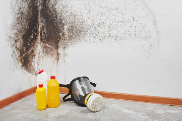 Best Office Mold Removal Services  in Chapel Hill, TN