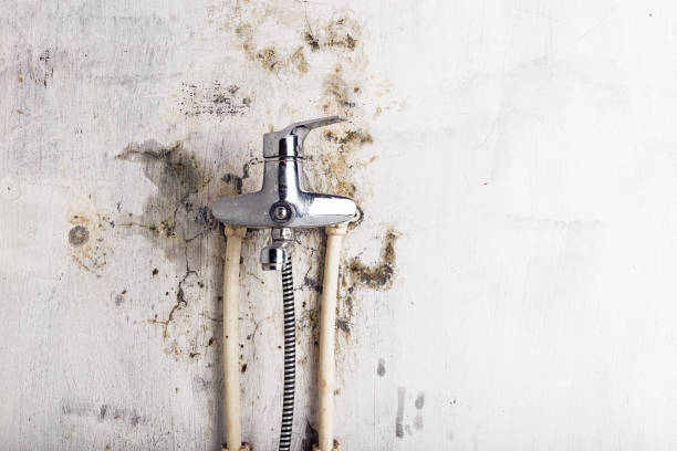 Best Residential Mold Removal  in Chapel Hill, TN
