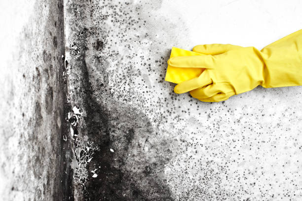 Best Professional Mold Removal  in Chapel Hill, TN