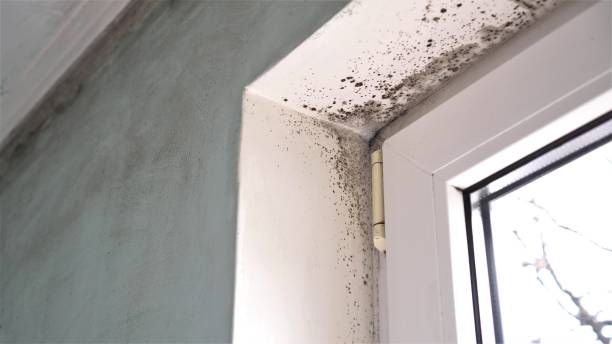 Best Toxic Mold Removal  in Chapel Hill, TN
