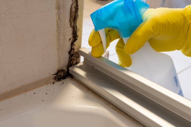 Best Mold Remediation Experts  in Chapel Hill, TN